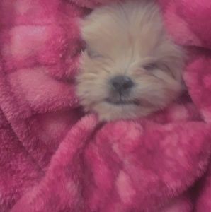 Meet your Posher, Celine